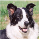 Jobey was adopted in February, 2004